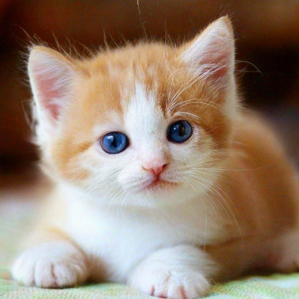 Милая картинка котика для SEO теста